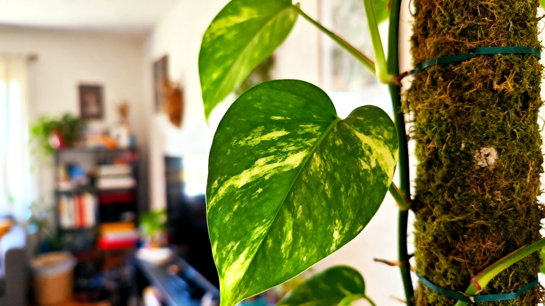 Efeutute (Pothos)"